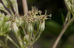 Pale Indian plantain